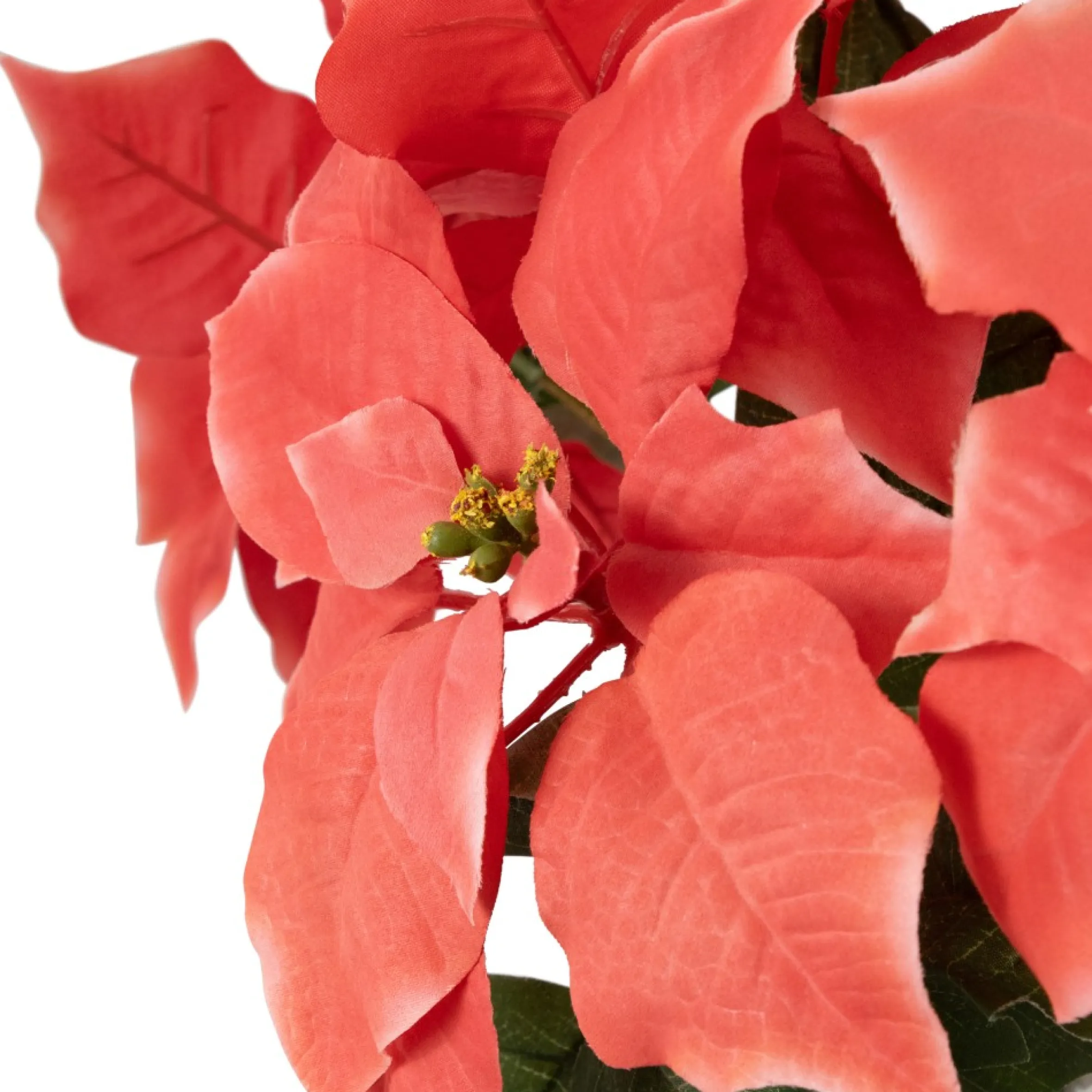 14.5" Dark Pink Artificial Christmas Poinsettia With Gold Wrapped Base